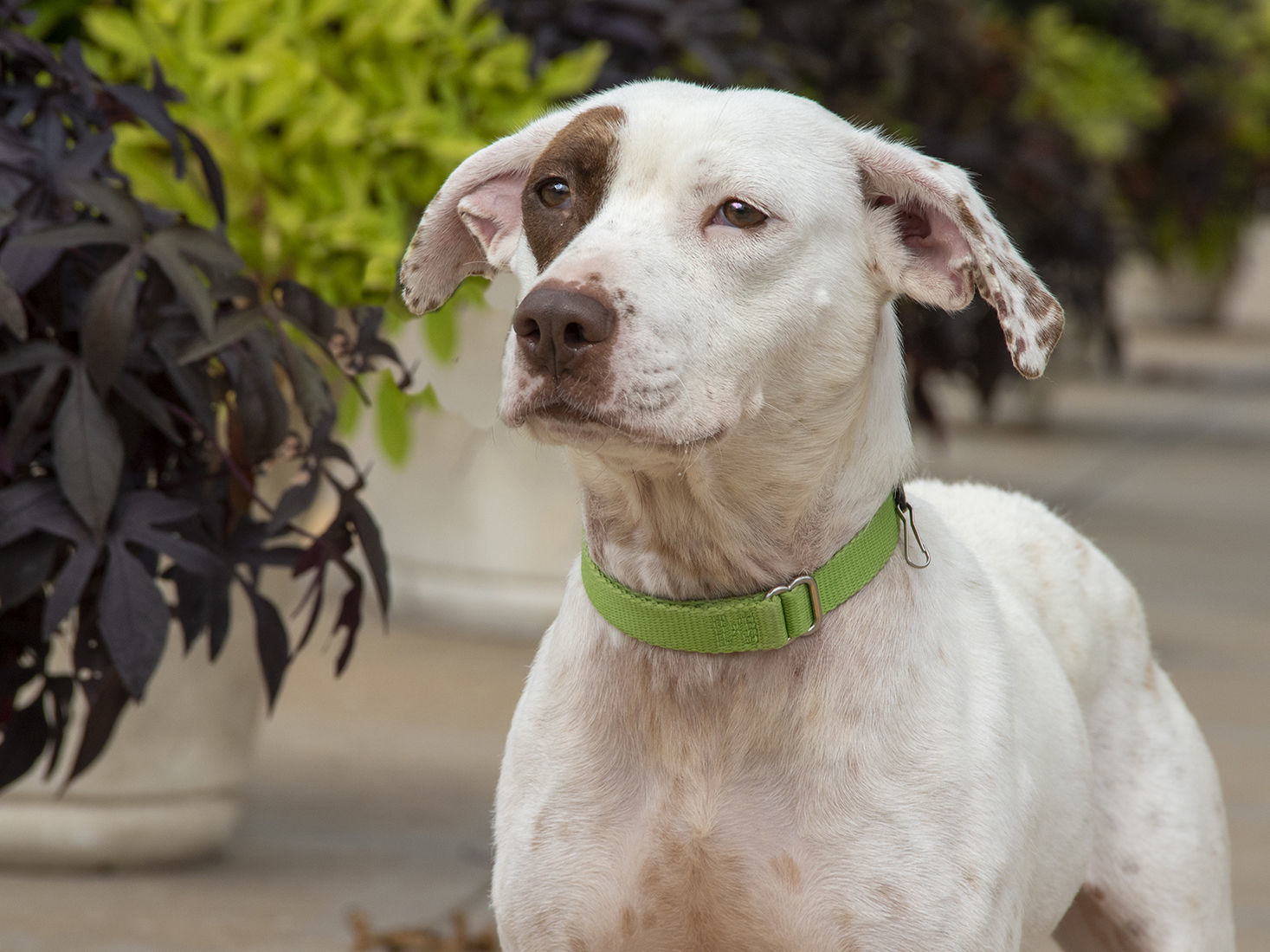 Pet of the week: Vera